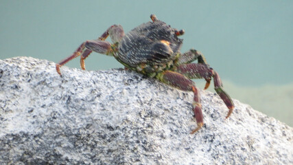 crab climbing on a rock 