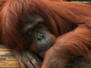 Captive young orangutan near Tampa, Florida