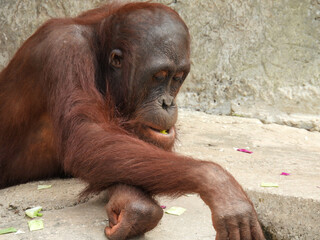 Captive young orangutan near Tampa, Florida