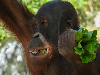 Captive orangutan eating lettuce near Tampa, Florida