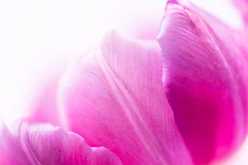 Möbelaufkleber Krokusblatt lila © Sabrina