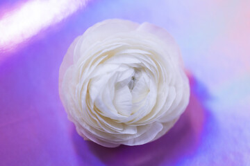 Weisse Blüte Rose