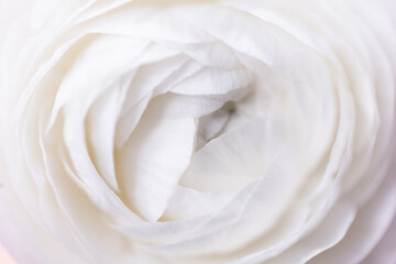 Weisse Rosenblüte