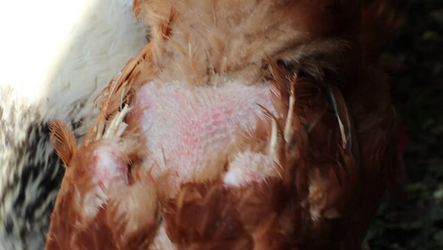 A parasite that eats feathers has been found in the chicken coop The chickens' backs are bare and the skin is visible