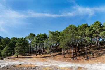 Fototapeta na wymiar Rural countryside with pines