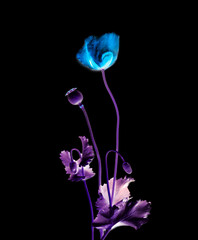 Light blue flower in dark backdrop