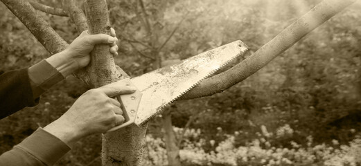 Man's hands sawing a tree