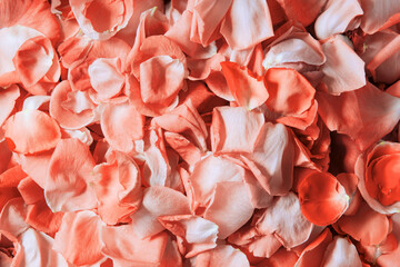 Natural background of rose petals