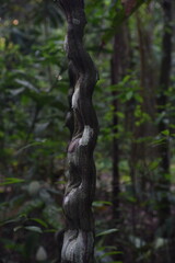 Amazon rainforest jungle vine 