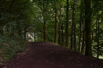 Obraz premium a walk through the clent hills