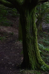 Obraz premium a walk through the clent hills
