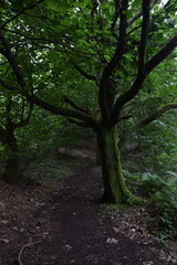 Obraz premium a walk through the clent hills
