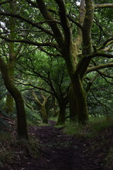 Fototapeta premium a walk through the clent hills