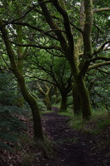 Fototapeta premium a walk through the clent hills