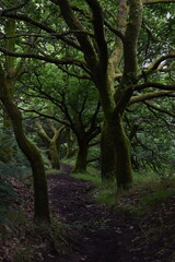 Fototapeta premium a walk through the clent hills