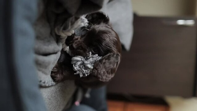  young English cocker spaniel puppy, close-up portrait. Small dark brown English Cocker Spaniel puppy on the sofa. A young English Cocker Spaniel puppy plays with his rope chew toy. Happy puppy.