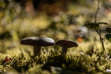 mushrooms in the forest under the autumn sun