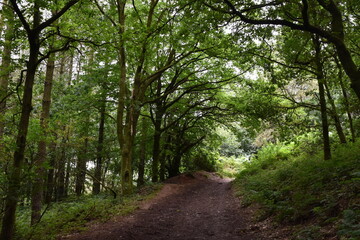 Fototapeta premium a walk through the clent hills