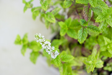 Blooming mint in the pot © Natalia