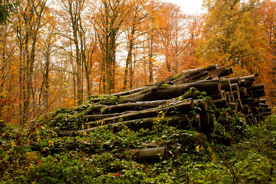 Holzpolter