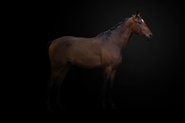 Single chestnut horse isolated on a black background