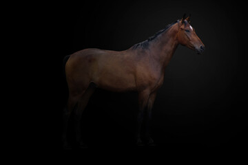 Fototapeta premium Single chestnut horse isolated on a black background