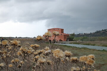 temporale in arrivo nella riserva naturale della diaccia botrona a castiglione della pescaia