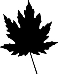 Sketch autumn leaves