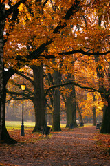 Krajobraz jesienny w parku i poranne miłe światło, aleja parkowa przy wschodzie słońca, Żywiec, Polska	