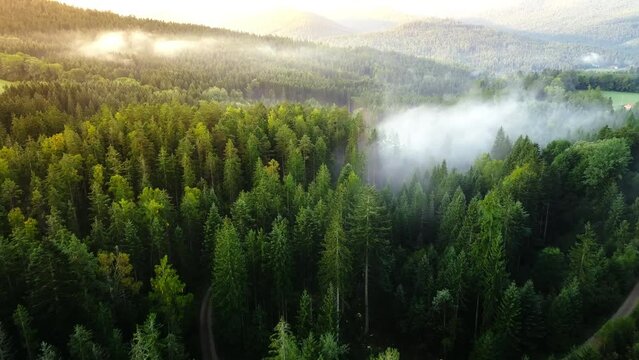 Aerial view of foggy forest with mountains in background