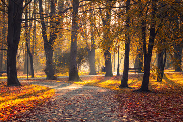 Krajobraz jesienny w parku i poranne miłe światło, aleja parkowa przy wschodzie słońca, Żywiec, Polska	