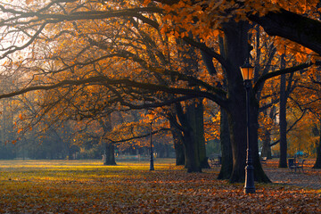 Krajobraz jesienny w parku i poranne miłe światło, aleja parkowa przy wschodzie słońca, Żywiec, Polska	 - obrazy, fototapety, plakaty