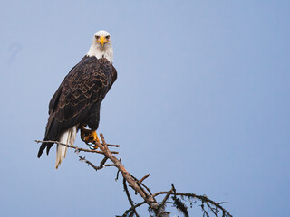 Bald Eagle perched on a branch staring right at me