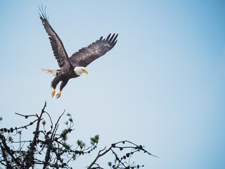 Bald Eagle taking flight from a tree in clear blue sky