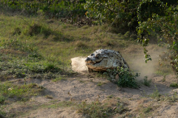 Orinoco Crocodile, crocodylus intermedius, Adult emerging from Water, Los Lianos in Venezuela