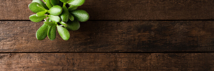 Green succulent on wooden background. Top view