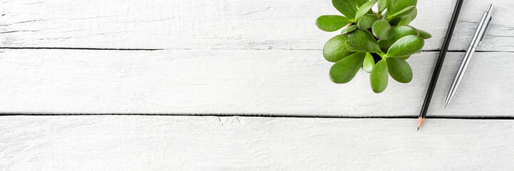 Green succulent with pen and pencil on white wooden background with copyspace. Office desktop concept - Powered by Adobe