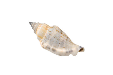 seashell isolated on white background