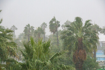 Sturm Palmen Algarve Portugal