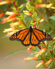 Fototapeta na wymiar Monarch Butterfly on Firebush