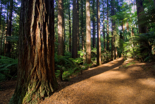 Redwoods forest walk in the Whakarewarewa Forest in Rotorua, North Island, New Zealand