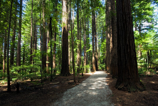 Redwoods forest walk in the Whakarewarewa Forest in Rotorua, North Island, New Zealand