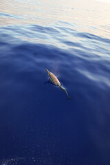 Wild Hawaiian Spinner Dolphins swimming on the Bow of a Boat in Hawaii 