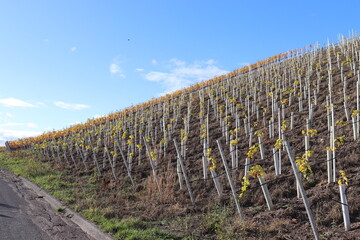Neugepflanzter Weinberg.