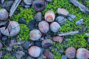 gray brown dry oak acorns lie on green moss in nature