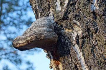 one large white chaga mushroom on a gray bark of a birch tree in nature