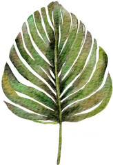 Monstera leaf watercolor
