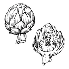 Hand drawn vector ink illustration. Artichoke vegetable, full and half, eco vegan farming product. Single object isolated on white. Design restaurant menu, cafe, food shop or package, flyer, print.