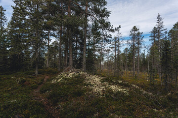 A path through the wilderness of the Totenaasen Hills in fall.
