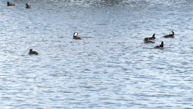 Group of Hooded Merganser diving, chasing and performing courtship rituals in November when they try to pair with the opposite sex in Lake Simcoe